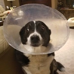 Meet your Posher, Diana